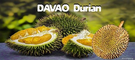tuhugan|DURUAN: Tagalog.